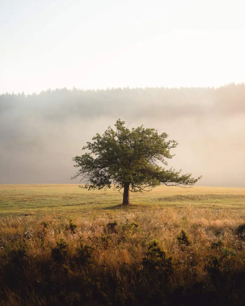 5 Life Lessons from Trees