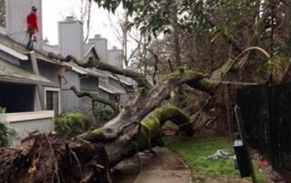 tree storm damage