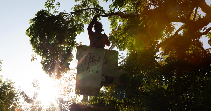 pruning-maintenance-bucket