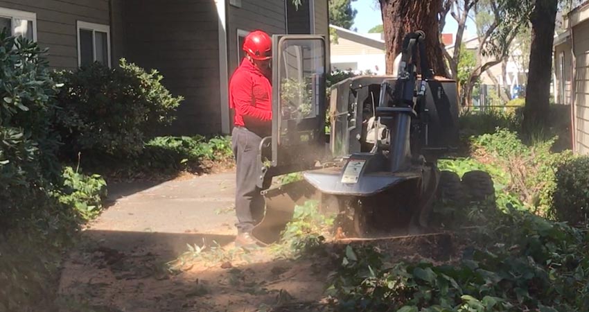 stump-grinding