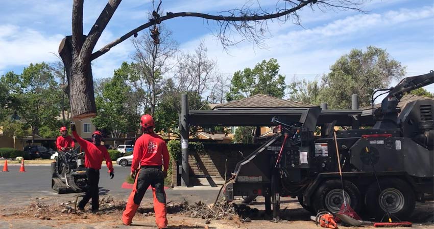 tree-removal-850x450