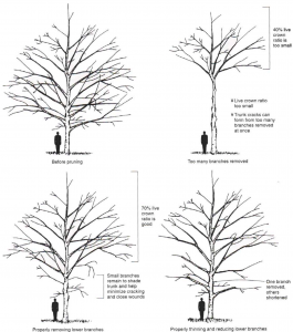 Proper Pruning Techniques For Your Trees | A Plus Tree