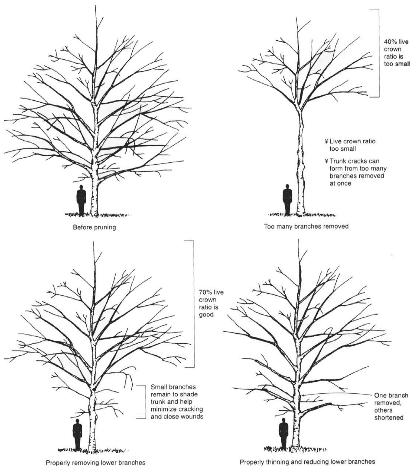 proper-pruning-techniques-for-your-trees-a-plus-tree