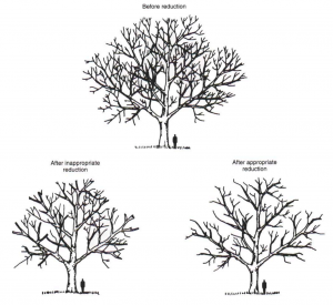 Proper Pruning Techniques For Your Trees | A Plus Tree