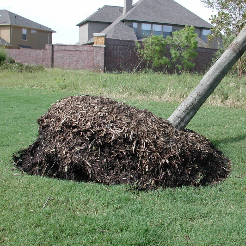 DSCN3923 Hurricane Ike uprooted tree