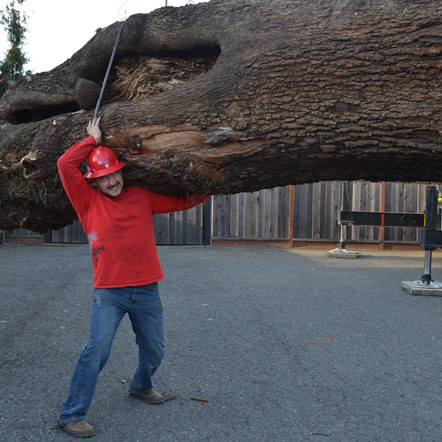 DED elm tree trunk