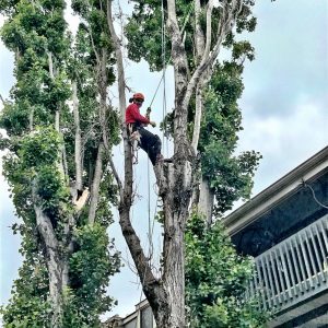 Climbing Trees with Ropes