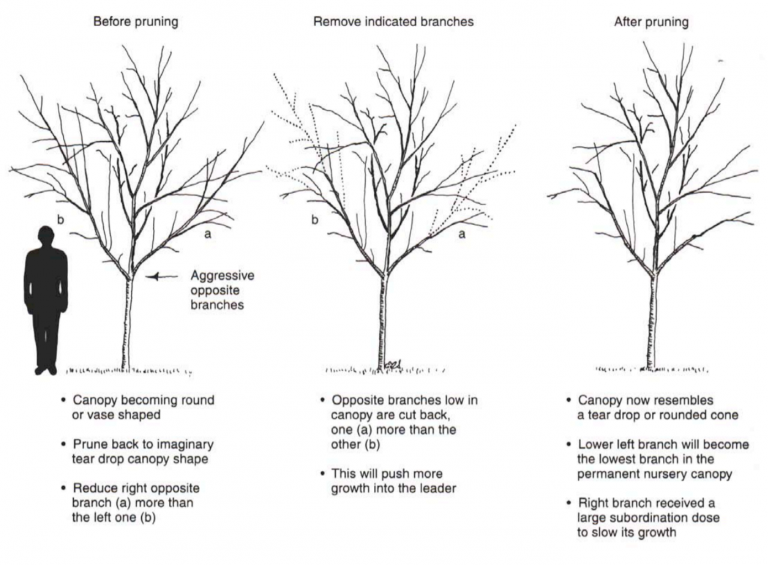 Proper Pruning Techniques For Your Trees | A Plus Tree