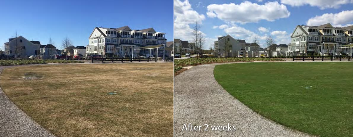 beforeafter-lawn