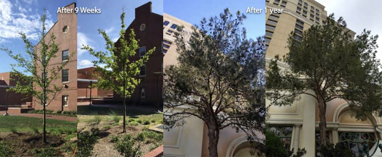 beforeafter-tree-bio