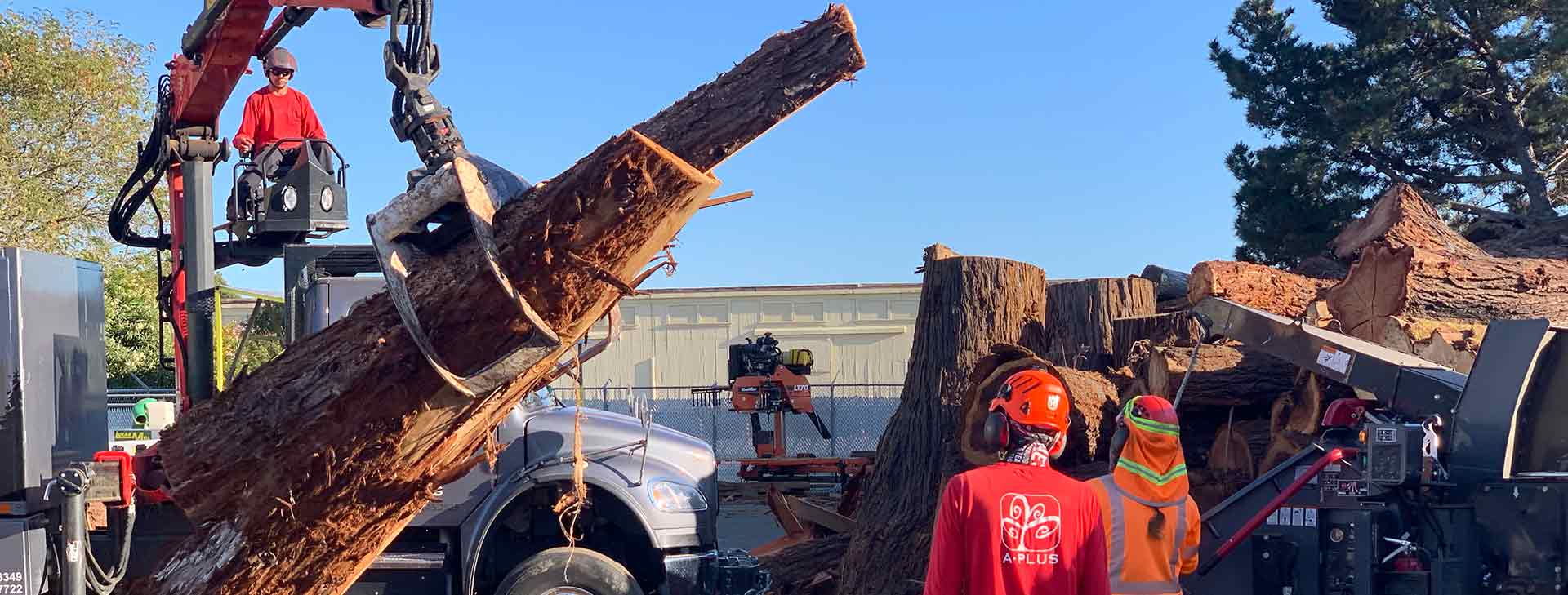 Revolutionary Tree Service by Certified Arborists A Plus