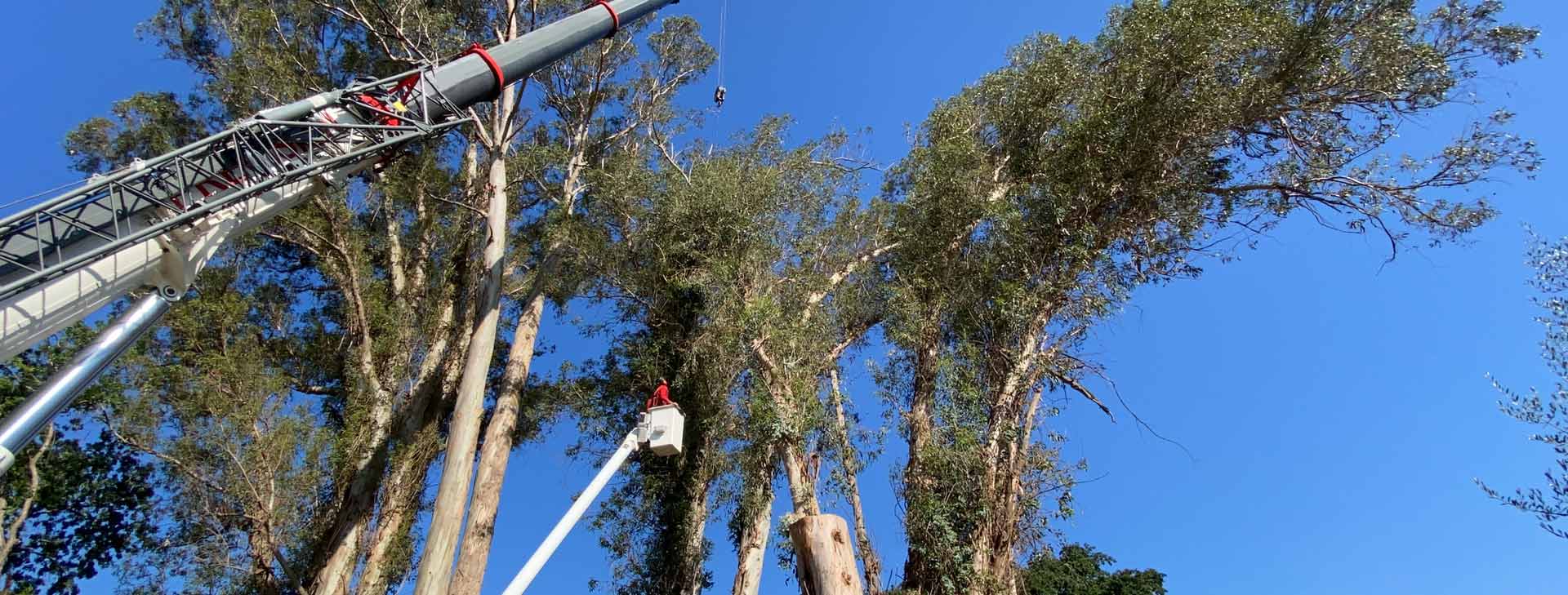 Revolutionary Tree Service by Certified Arborists A Plus
