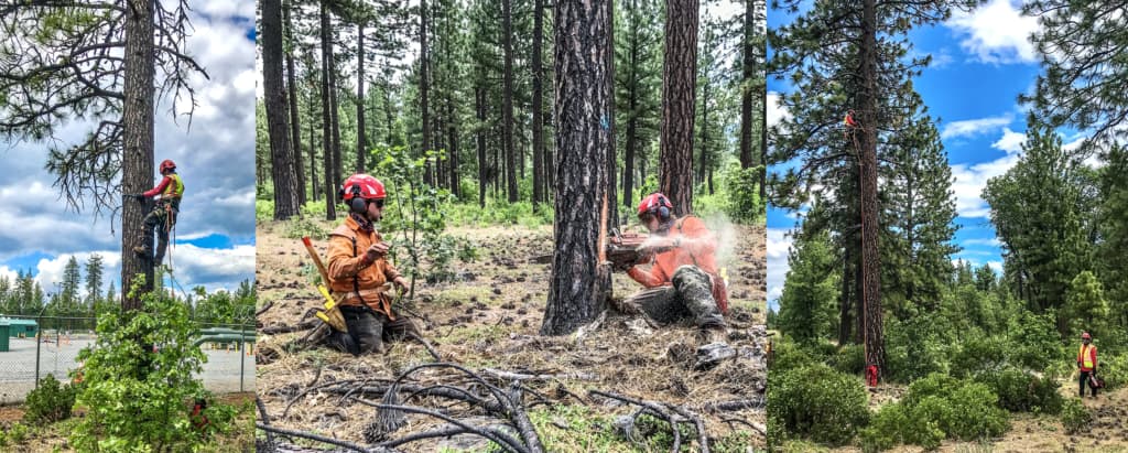 tree workers and climbers felling and removing trees