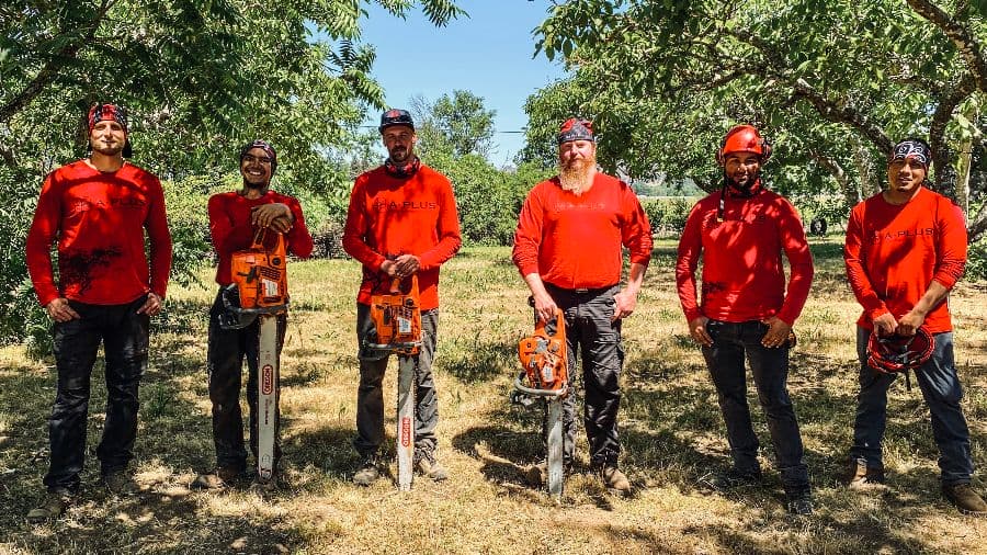 Tree workers, climbers, arborists with chainsaws