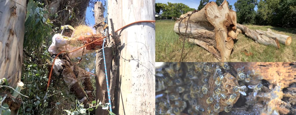 tree climber in bee suit, bee hive