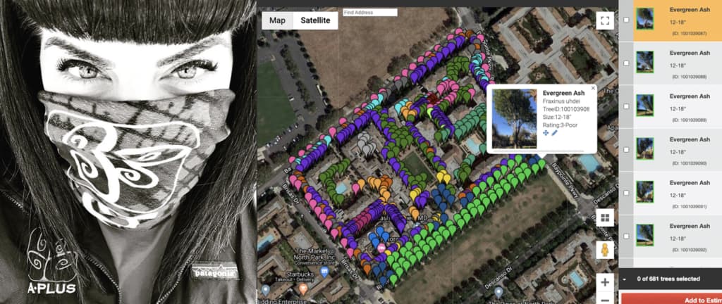 arborist with mask, tree inventory map on arborplus / treezi software