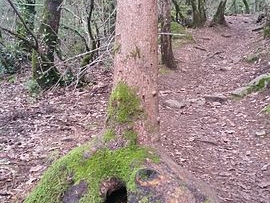 madrone lignotuber