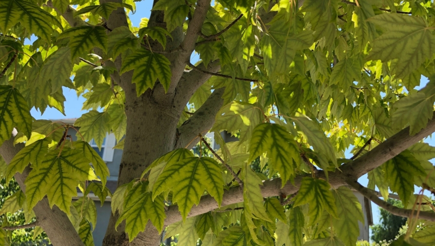 chlorosis_leaves