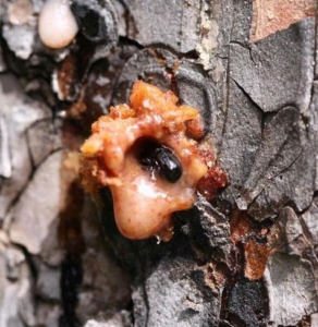 pine_bark_beetle