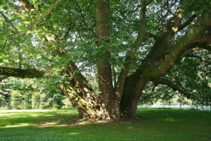 london_plane_tree