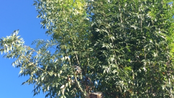 water_sprouts