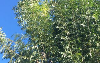 water_sprouts