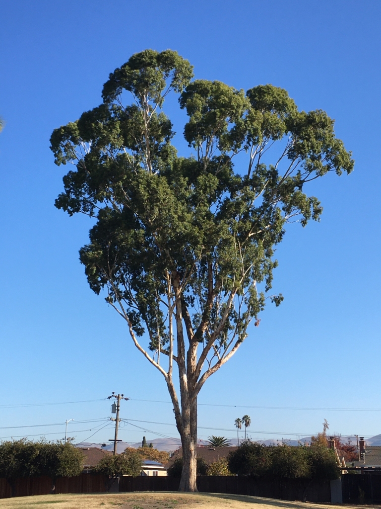 Don't Plant These 5 Tree Species A Plus Tree