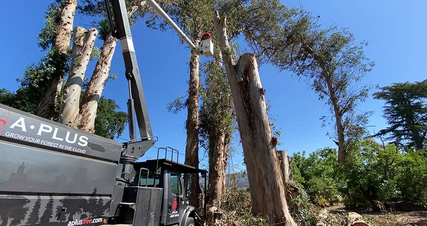 tree-removal-850x450