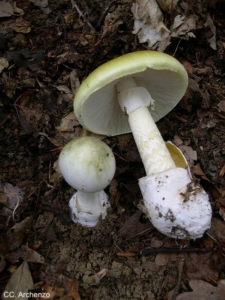 death_cap_mushroom