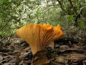 oak_chanterelle_mushroom