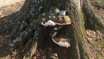 ganoderma_conk