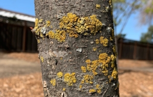 lichen_on_bark