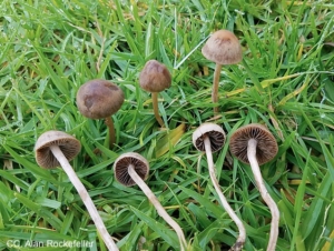 lawnmower's_mushroom