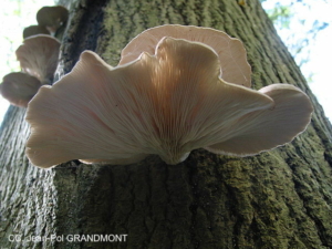 oyster_mushroom