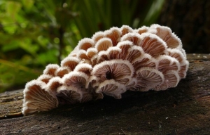 split_gill_fungus