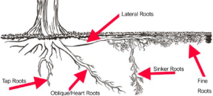 tree_root_types