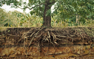 tree-roots