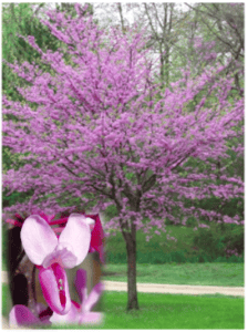 redbud_flowers