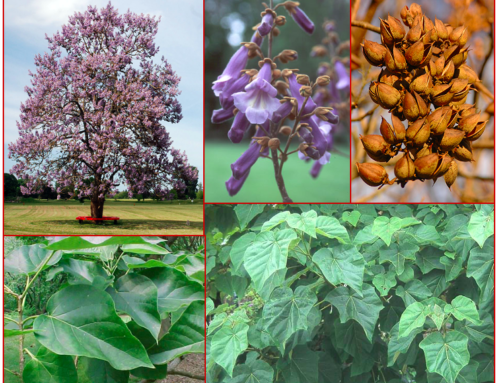 Tree Spotlight: Empress Tree