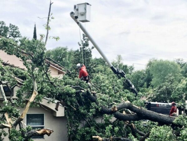 emergency-tree-work-house