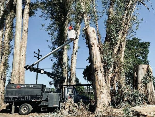 tree-removal-featured-crane-img-850x567-1 2