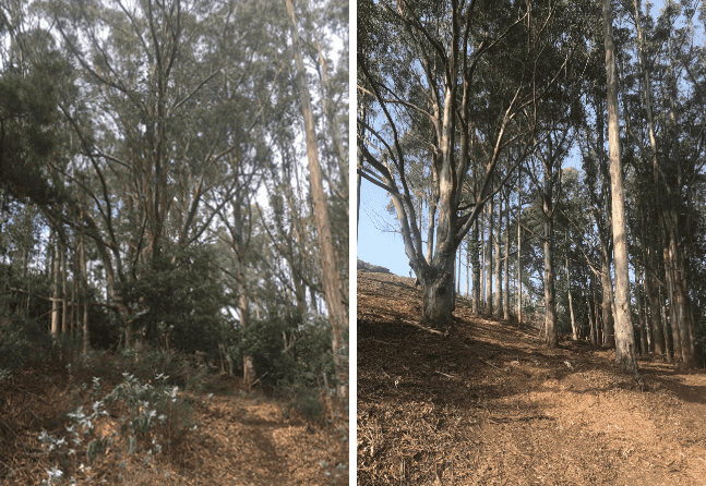 before-after-defensible-space