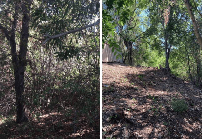 before-after-defensible-space2