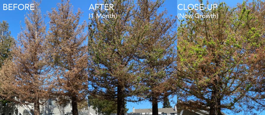 before-after-redwood