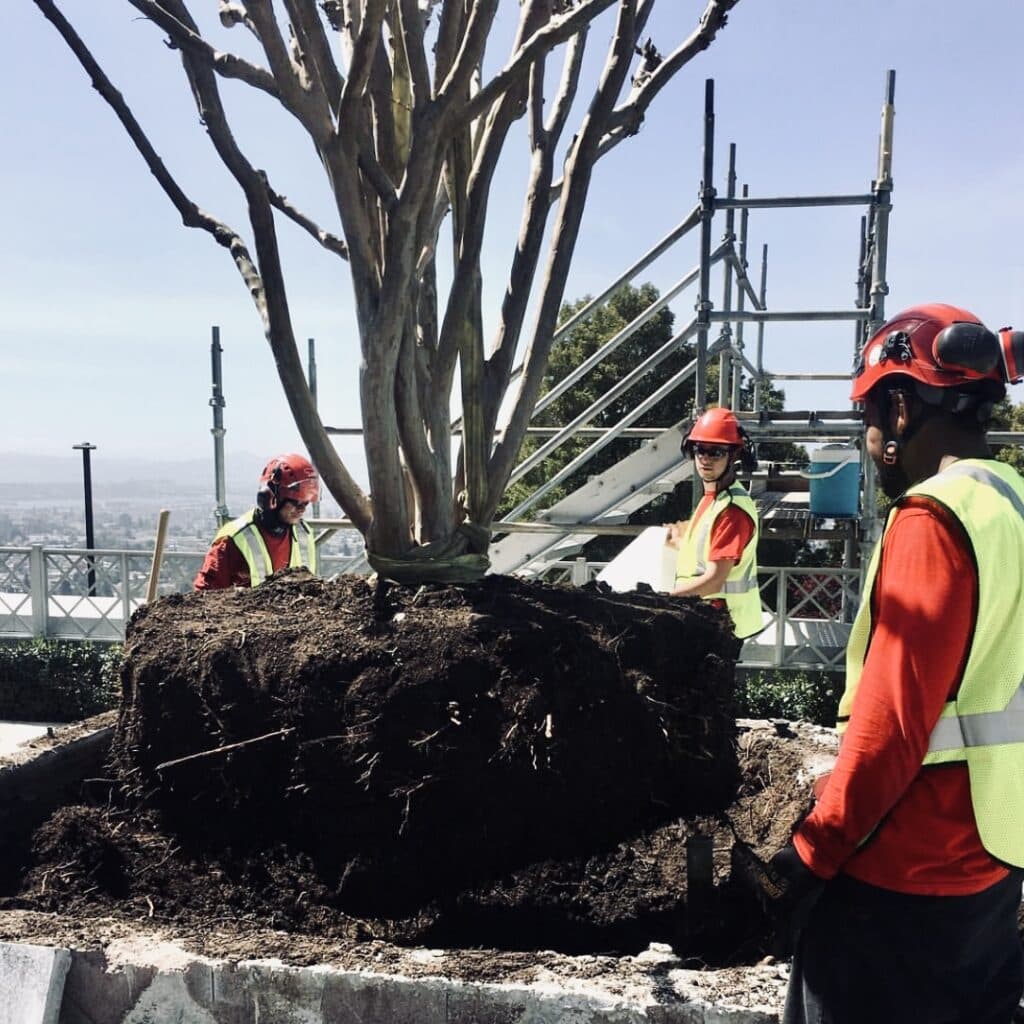 crepe-myrtle-tree-relocation-transplant