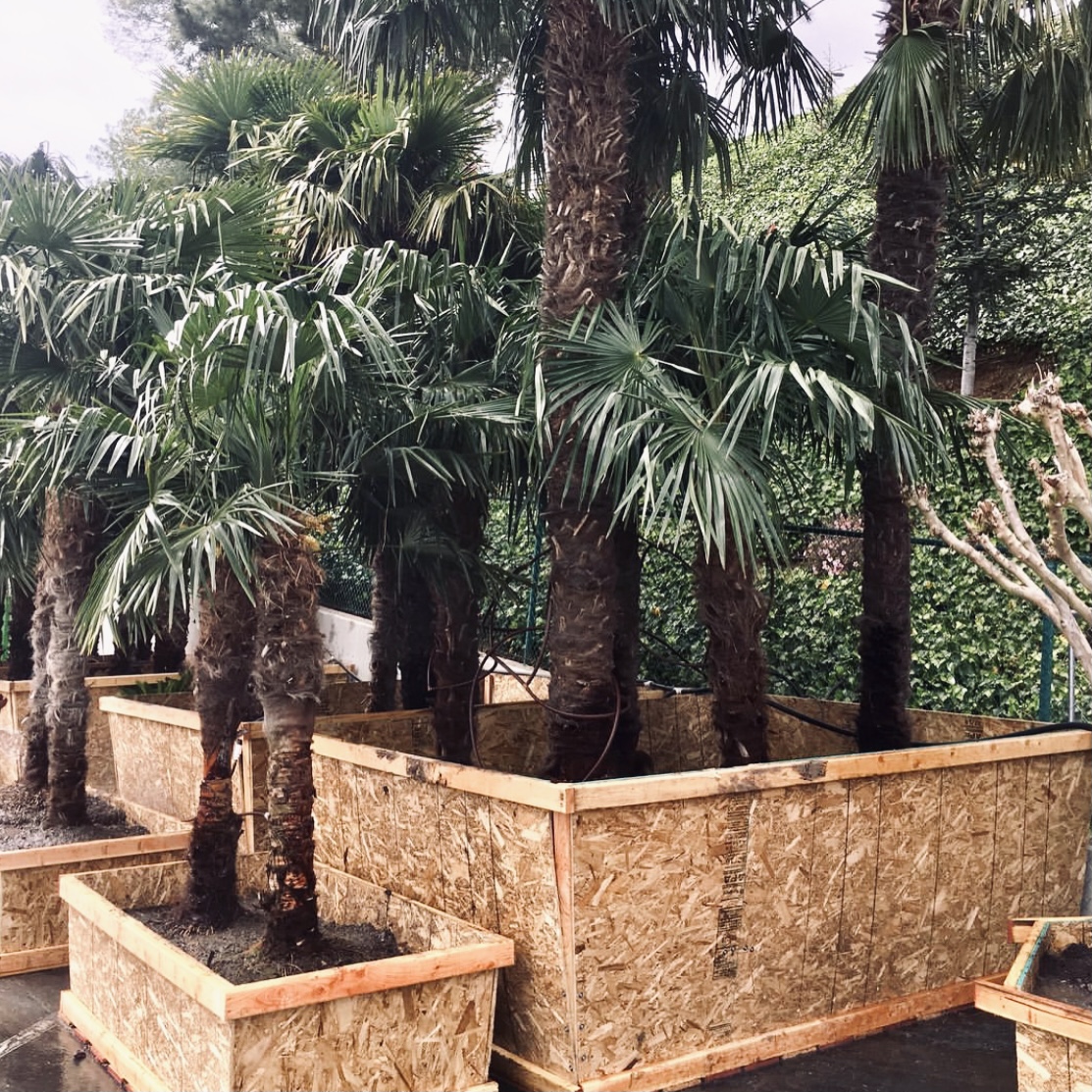 Tree Planting & Transplanting Service A Plus Tree