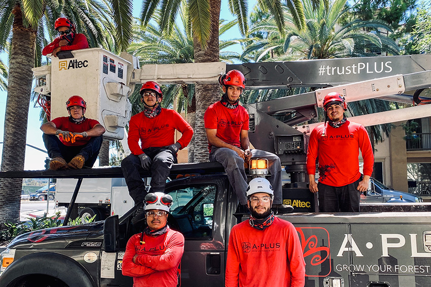 south-bay-tree-crew-850×567