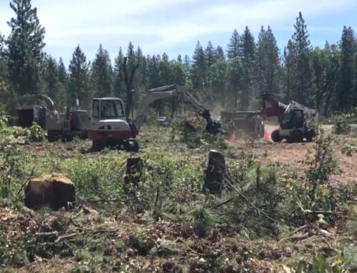 What Is Vegetation Management? Methods, Benefits, and Best Practices