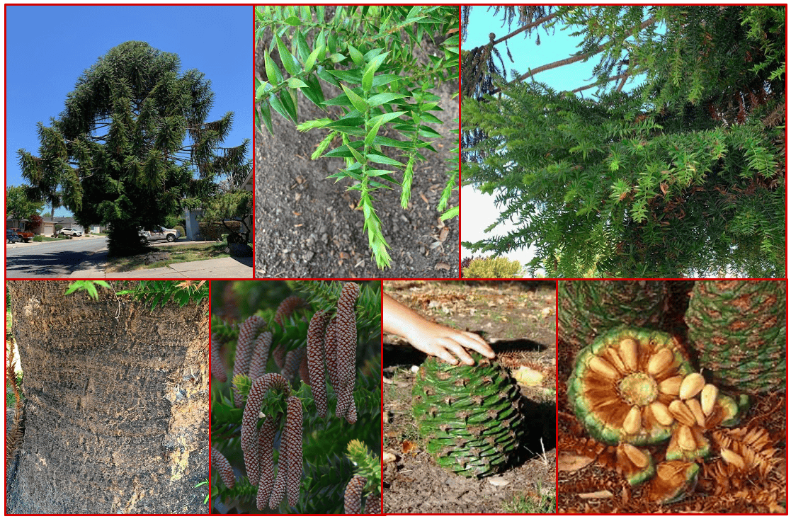 The Bunya-Bunya Pine (Araucaria bidwillii)