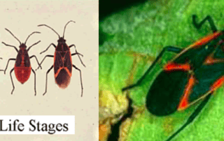 boxelder_bugs